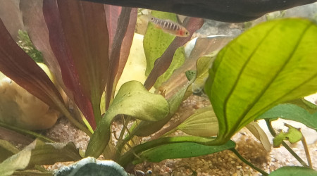 Danio Erythromicron