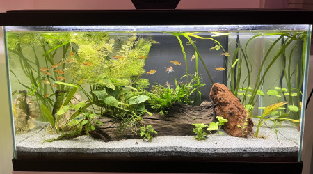 aquarium Aquarium 60