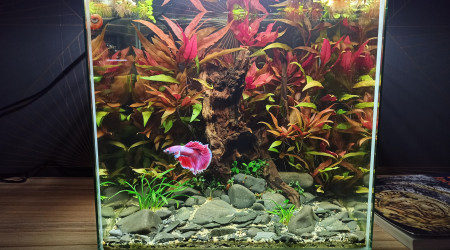 aquarium Betta red forest