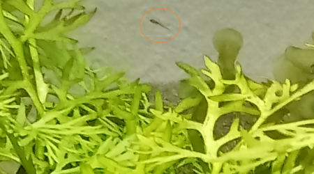 Bébé érythromicron