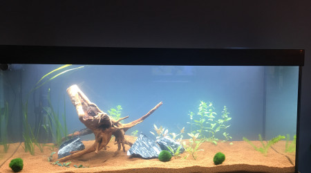 Aquarium Marie après mise en eau