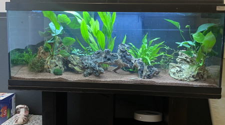 aquarium Aquarium