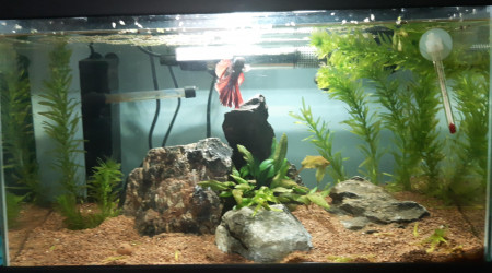 aquarium aquarium 30L combattant