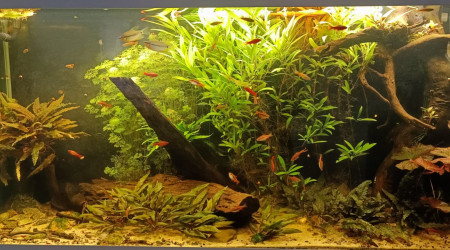 aquarium 240 litres Asiatiques