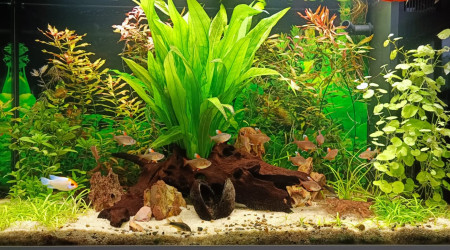 aquarium 120 litres Amazoniens