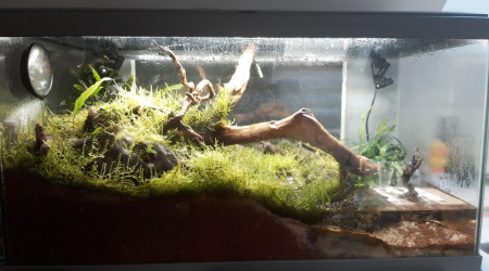 aquarium paludarium crabes vampires