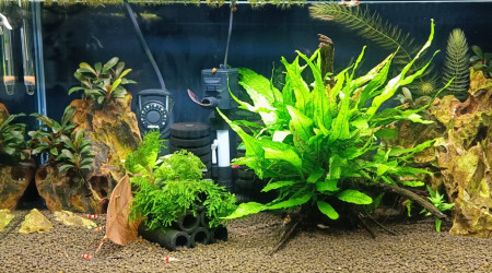 aquarium 50 litres asiatique