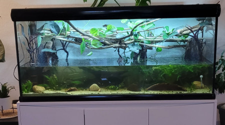 aquarium 450 litres corydoras