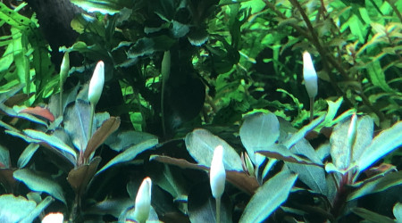 Bucephalandras en fleurs