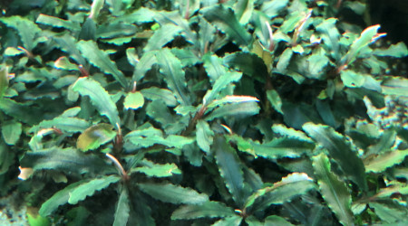 Bouquet de Bucephalandras