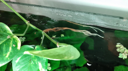 Pothos, alocasia, monstera