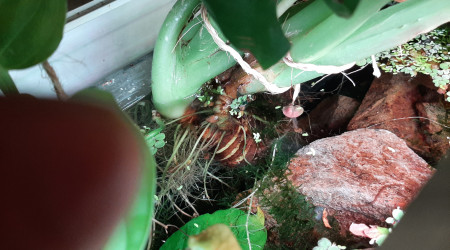 Pothos, alocasia, monstera