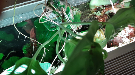 Pothos, alocasia, monstera