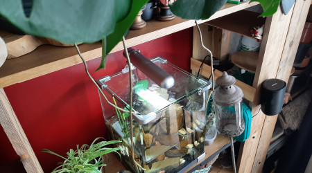 Monstera deliciosa en quête d'un bac