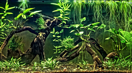 aquarium Crevettes I