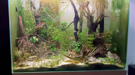 Extinction des feux chez les juniors...