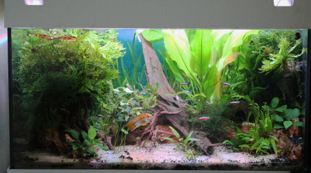 aquarium 120L