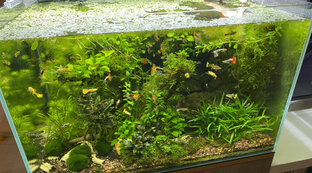 aquarium Mon 80 litres