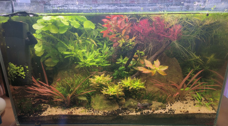 aquarium Aquascape