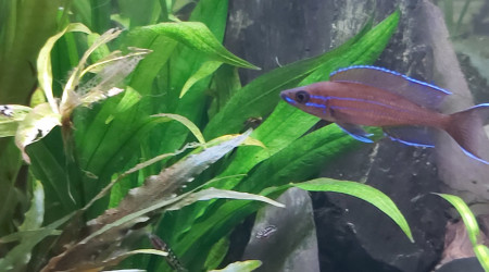 Cichlidés tanganyika planté