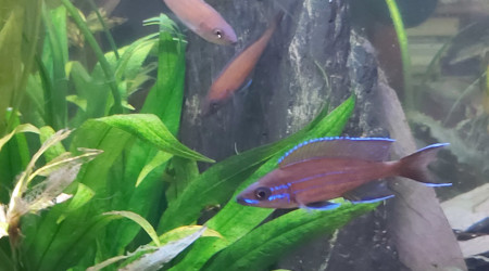 Cichlidés tanganyika planté