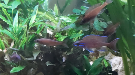 Cichlidés tanganyika planté