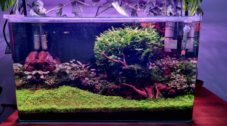 aquarium Bac 80L Galaxy Néo et Japonica