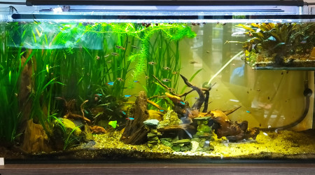 aquarium Le Duplex