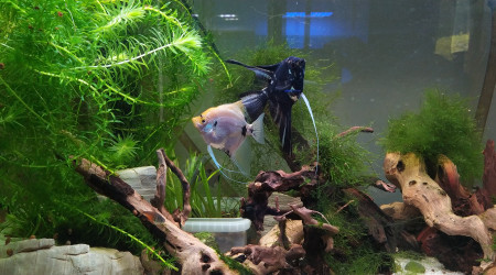 aquarium Prosperity Forest