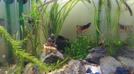 aquarium Connor McLeod le Betta