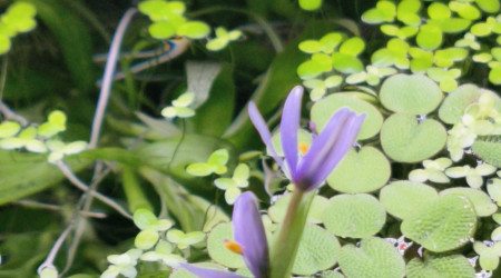 Heteranthera zosterifolia