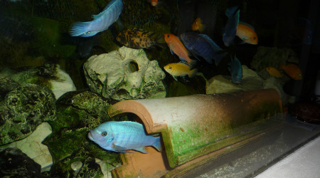 aquarium Cichlidés