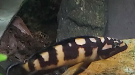 Cichlidés tanganyika planté