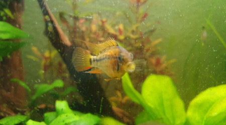 Apisto viejita