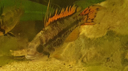 Apisto cacatoides
