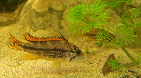 Apisto cacatoides