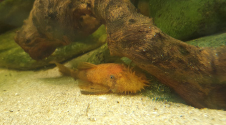 Ancistrus cuivré (red)