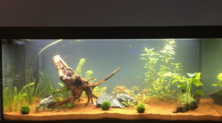 Aquarium Marie 1 mois après mise en eau