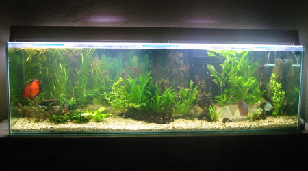 aquarium AQUARIUM 600L