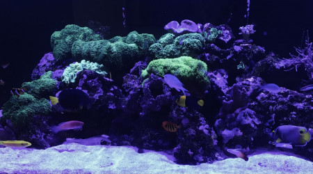 aquarium Aquamedic