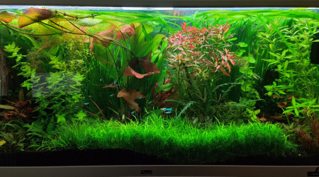 aquarium Florascape