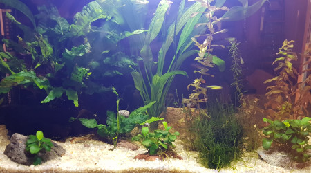 Introduction des poissons