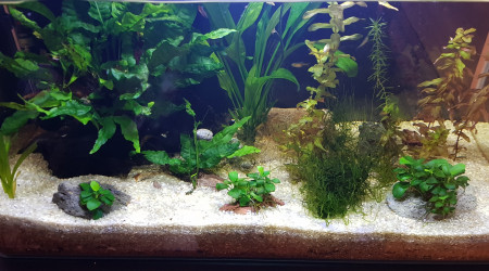 Introduction des poissons