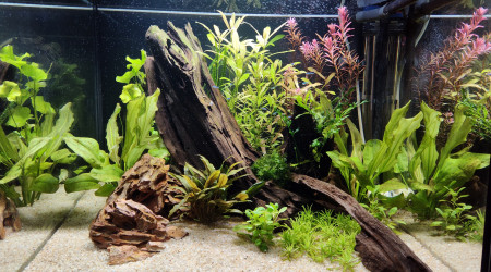 aquarium Amazonien ou presque