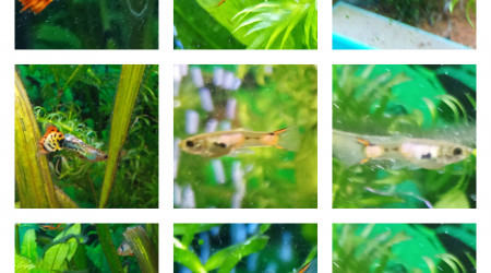 un peut de couleur pour votre journée !