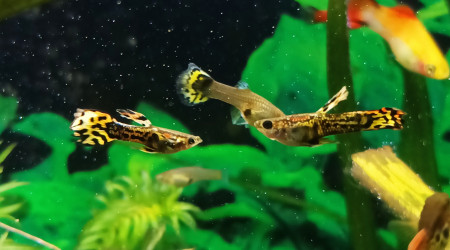 ouep toi, tête a tête je vais te fumé derrière les cipres !