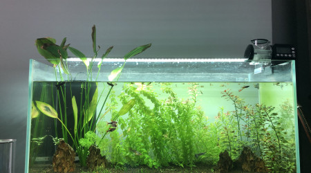 aquarium Bac 120L Aquascaping