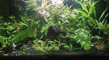 aquarium Salon 100L