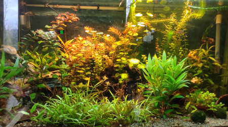 aquarium Chambre 200L