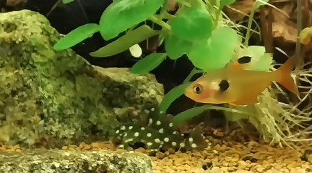 Quelques rase-moquettes...